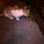 A cat drinking water from a small puddle on a sidewalk at night.