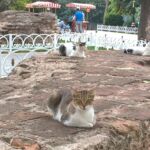 Cat resting on a stone wall outdoors with umbrellas in the background.