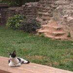 A black and white cat lounging on a wooden bench in a garden.
