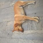A brown dog sleeping on a tiled floor.