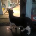 A black and white cat looking outside through a glass door.