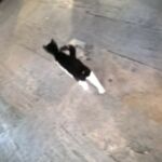 A black and white cat lying on a concrete floor.