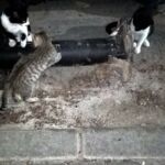 Two cats eating food placed on the ground near a concrete block.
