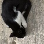A black and white cat curled up sleeping on a concrete surface.