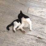 Black and white cat grooming itself on a concrete surface.